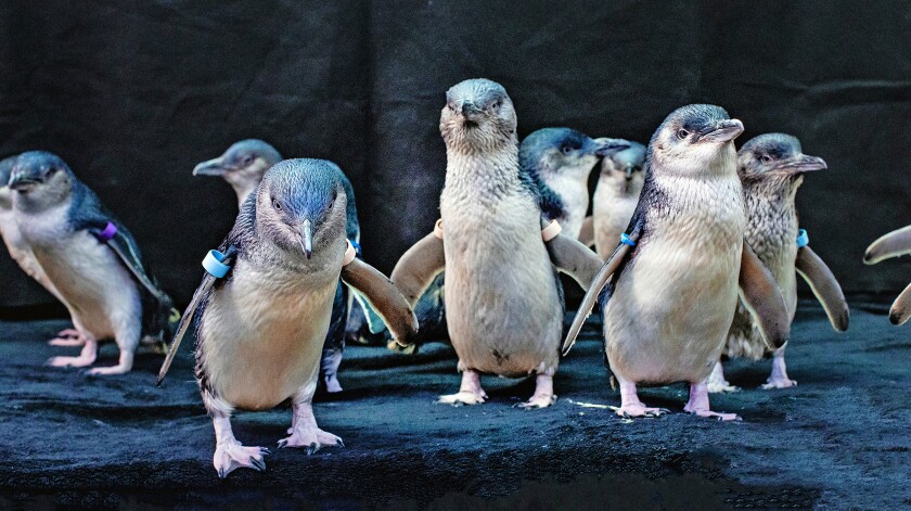 1655780474 804 cientos de pequenos pinguinos azules aparecen muertos en la costa