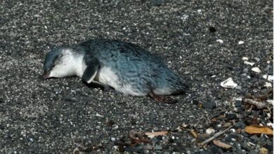 1655780474 cientos de pequenos pinguinos azules aparecen muertos en la costa