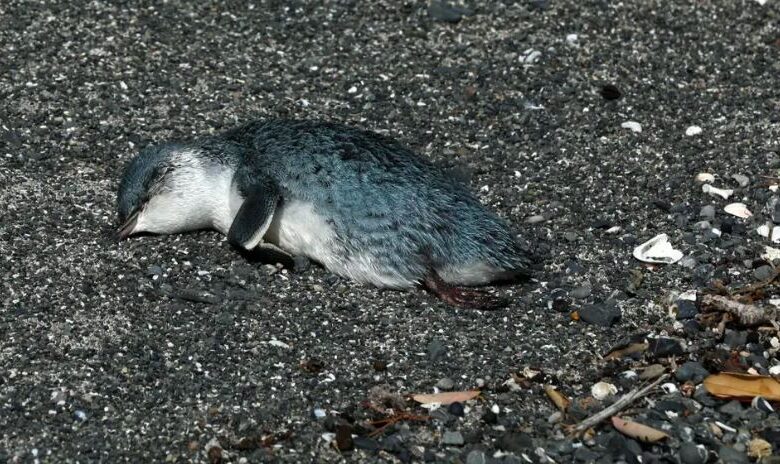 1655780474 cientos de pequenos pinguinos azules aparecen muertos en la costa