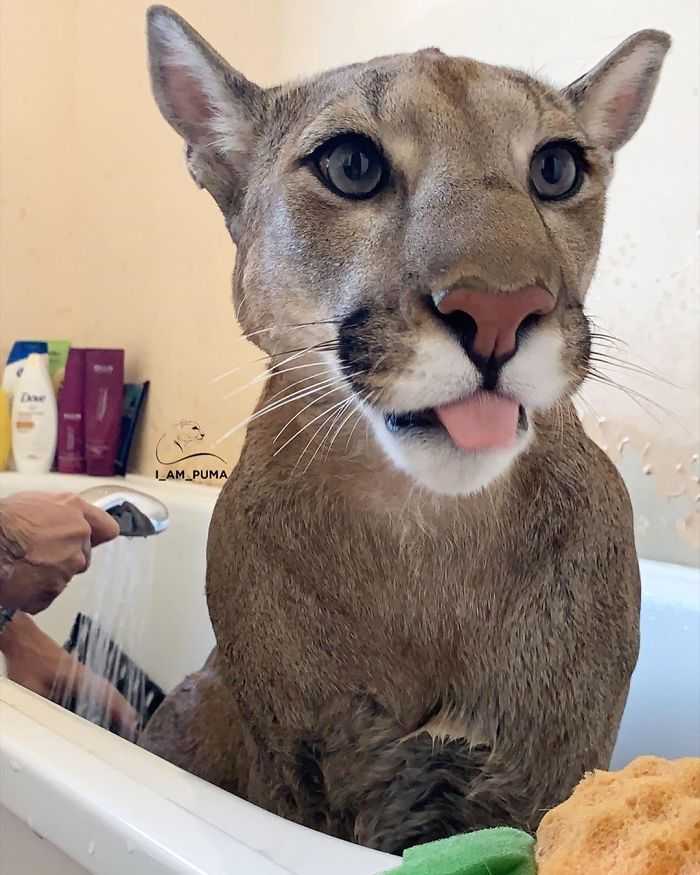 1655866352 6 el puma rescatado no puede ser liberado en la naturaleza