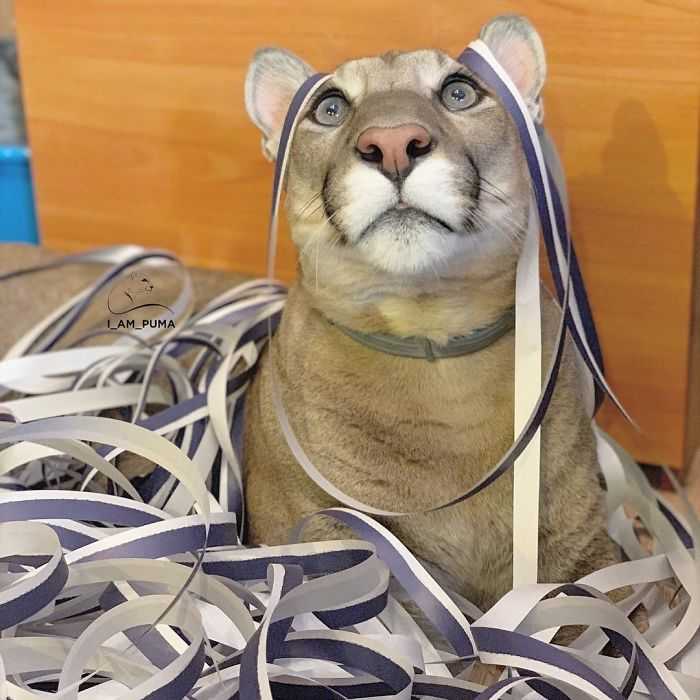 1655866356 521 el puma rescatado no puede ser liberado en la naturaleza