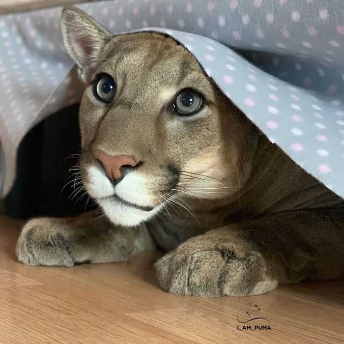 1655866358 987 el puma rescatado no puede ser liberado en la naturaleza