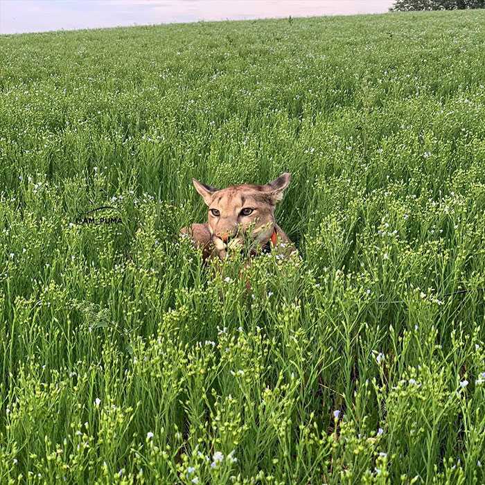 1655866359 98 el puma rescatado no puede ser liberado en la naturaleza