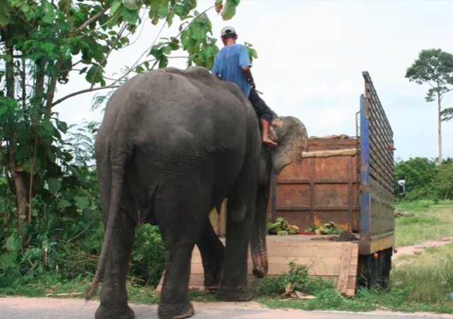 1656039264 917 perro se niega a separarse de su amigo elefante en