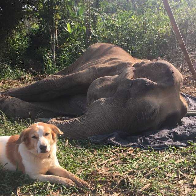 1656039265 902 perro se niega a separarse de su amigo elefante en