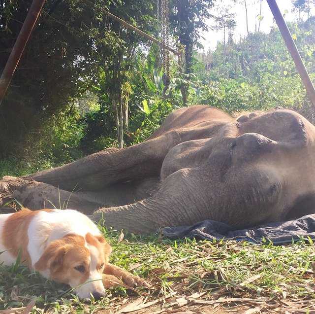 1656039266 276 perro se niega a separarse de su amigo elefante en