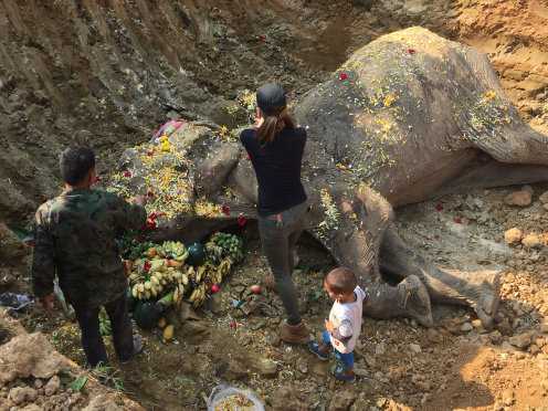 1656039266 521 perro se niega a separarse de su amigo elefante en