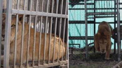 1656125730 despues de 8 anos en una jaula los leones rescatados