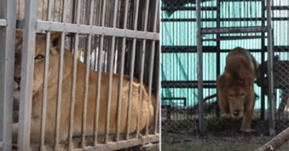 Después de 8 años en una jaula, los leones rescatados de un circo tocan el pasto por primera vez 1 1656125730 Despues de 8 anos en una jaula los leones rescatados