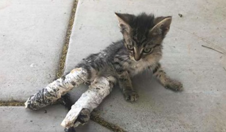 1656298600 la encontraron tirada en la calle demacrada con las patas