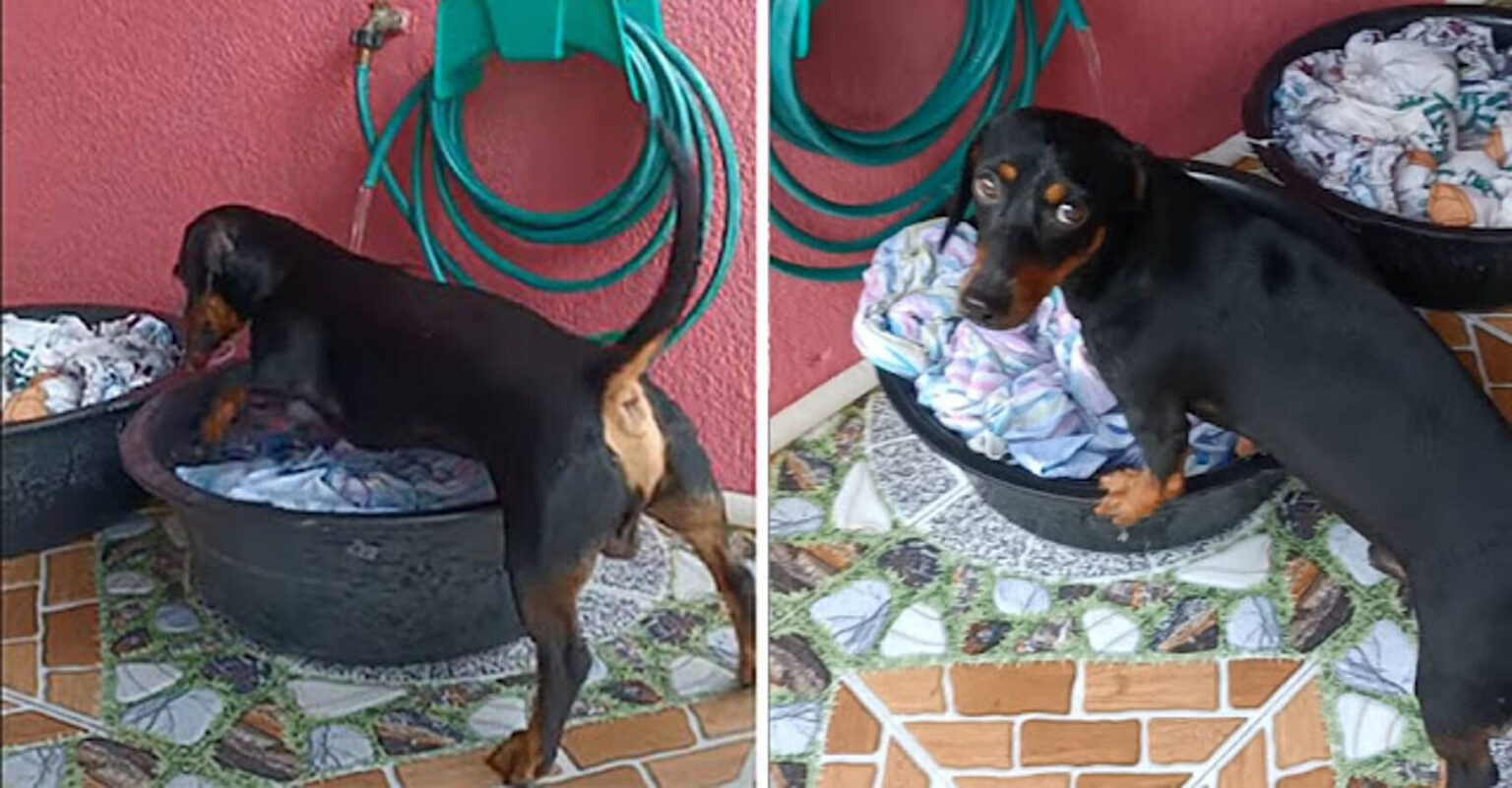 Dachshund se sorprende de cómo ayuda con el lavado con sus patas 1 1656472226 Dachshund se sorprende de como ayuda con el lavado con