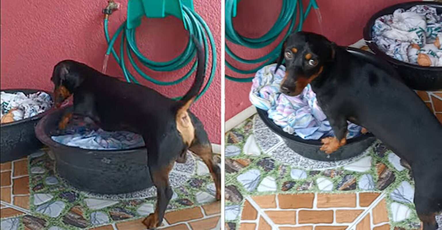 1656472226 Dachshund se sorprende de como ayuda con el lavado con