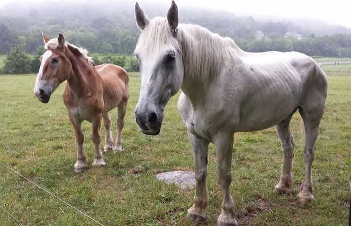 Caballo de 30 anos abandonado despues de anos de abuso