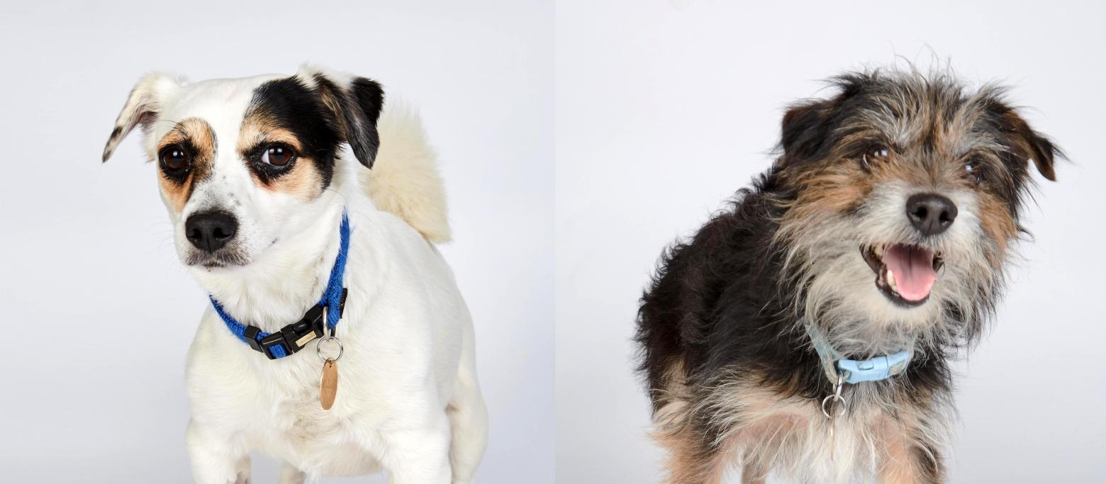 Channel 4 anunció una nueva serie de perros titulada "The Dog Academy" para los perros más incontrolables y los dueños abrumados de Gran Bretaña 1 Channel 4 anuncio una nueva serie de perros titulada The