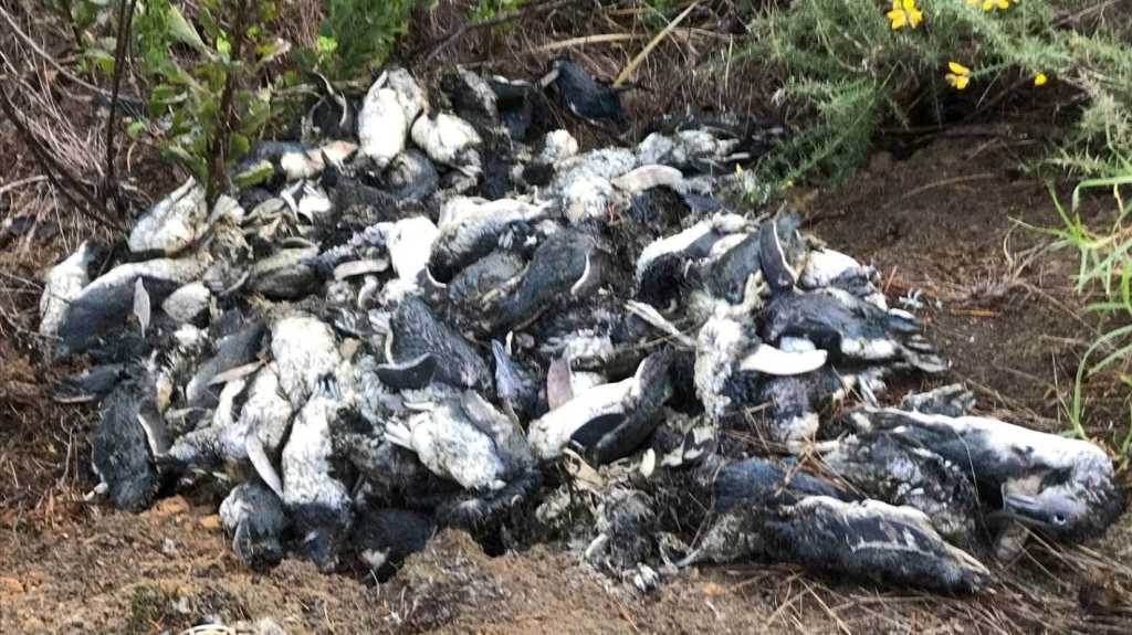Cientos de pequenos pinguinos azules aparecen muertos en la costa