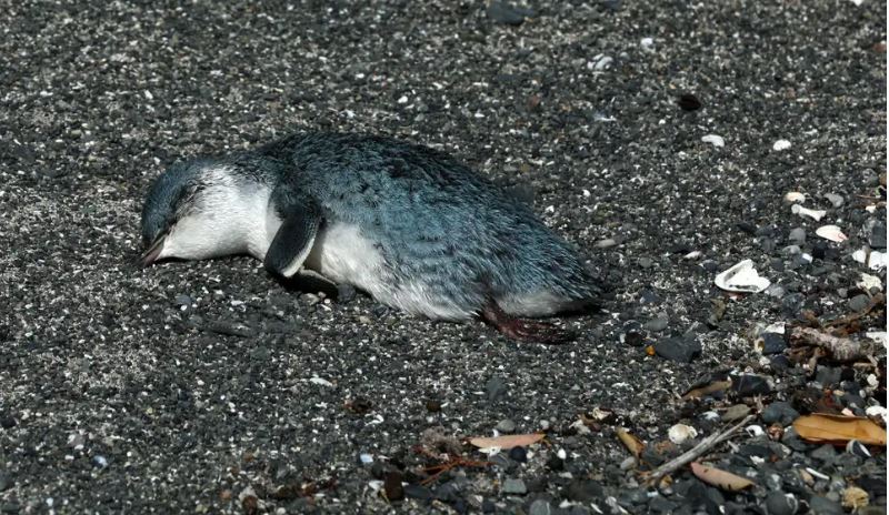 Cientos de pequenos pinguinos azules aparecen muertos en la costa