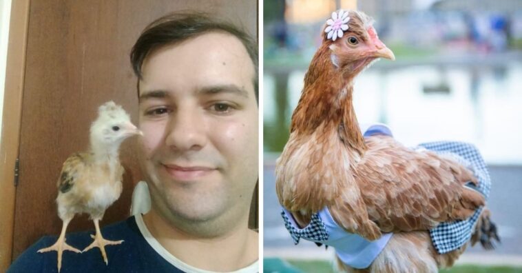 Conoce a Nugget, un pollo mascota que camina por la ciudad con una correa y monta una motocicleta 1 Conoce a nugget un pollo mascota que camina por la
