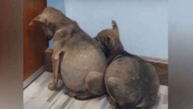 Dos cachorros callejeros asustados se aferran el uno al otro