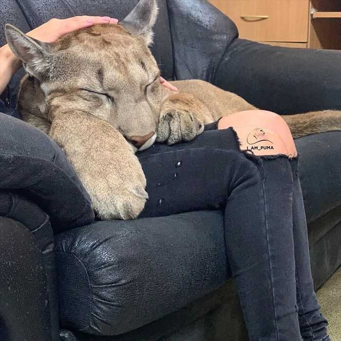 El puma rescatado no puede ser liberado en la naturaleza