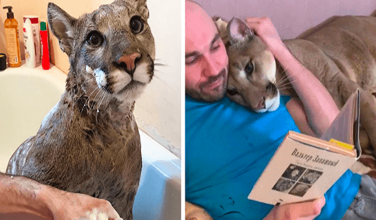 El puma rescatado no puede ser liberado en la naturaleza