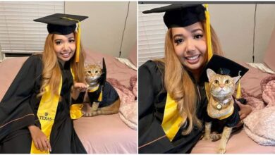Lindo gatito se graduo de la universidad despues de tomar