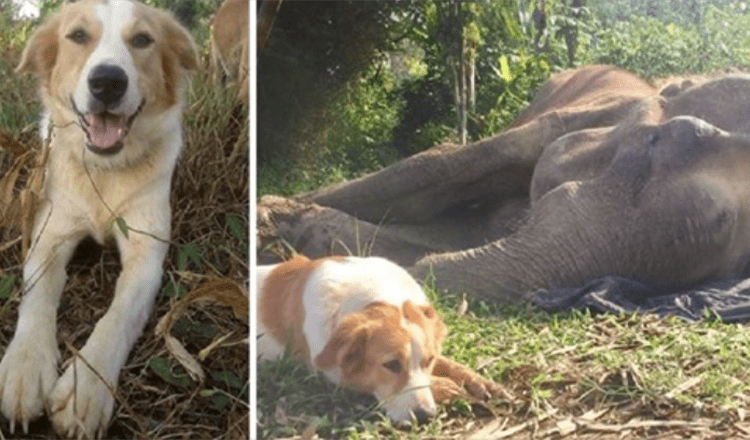 Perro se niega a separarse de su amigo elefante en