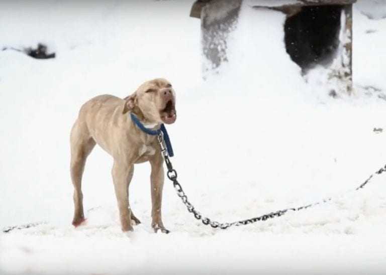 Pitbull encadenado en la nieve grito pidiendo ayuda y un