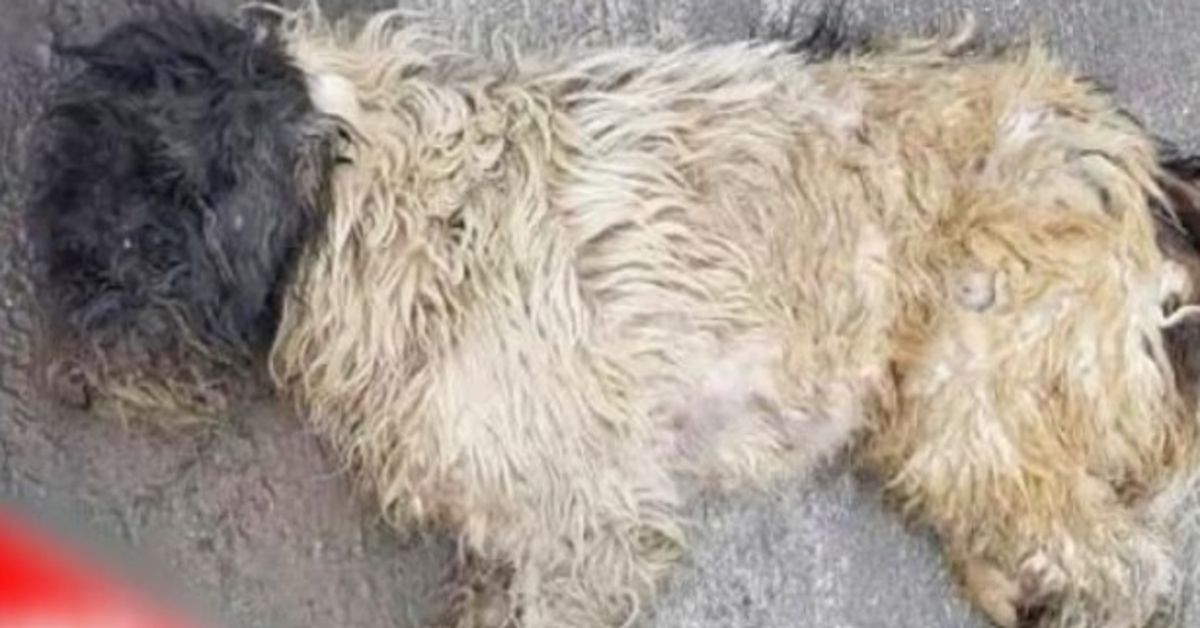 Señora pasa al lado del "perro muerto" camino al trabajo, mira hacia atrás con pesar y él se mueve 1 Senora pasa al lado del perro muerto camino al trabajo