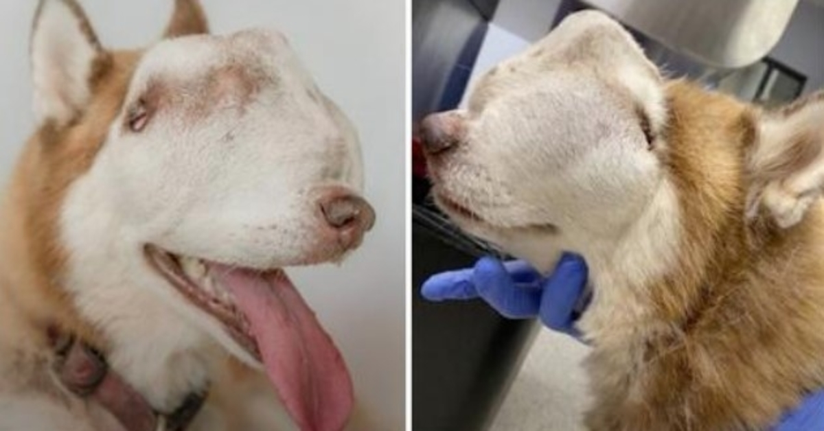Una mujer adopta un husky 'no deseado' con un tumor que afecta toda la cavidad nasal y la cara 1 1656817414 Una mujer adopta un husky no deseado con un tumor