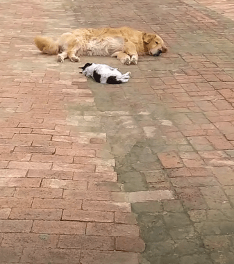 1656904729 257 golden retriever se niega a enterrar a su mejor amigo