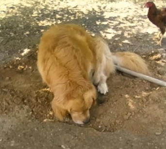 1656904729 300 golden retriever se niega a enterrar a su mejor amigo
