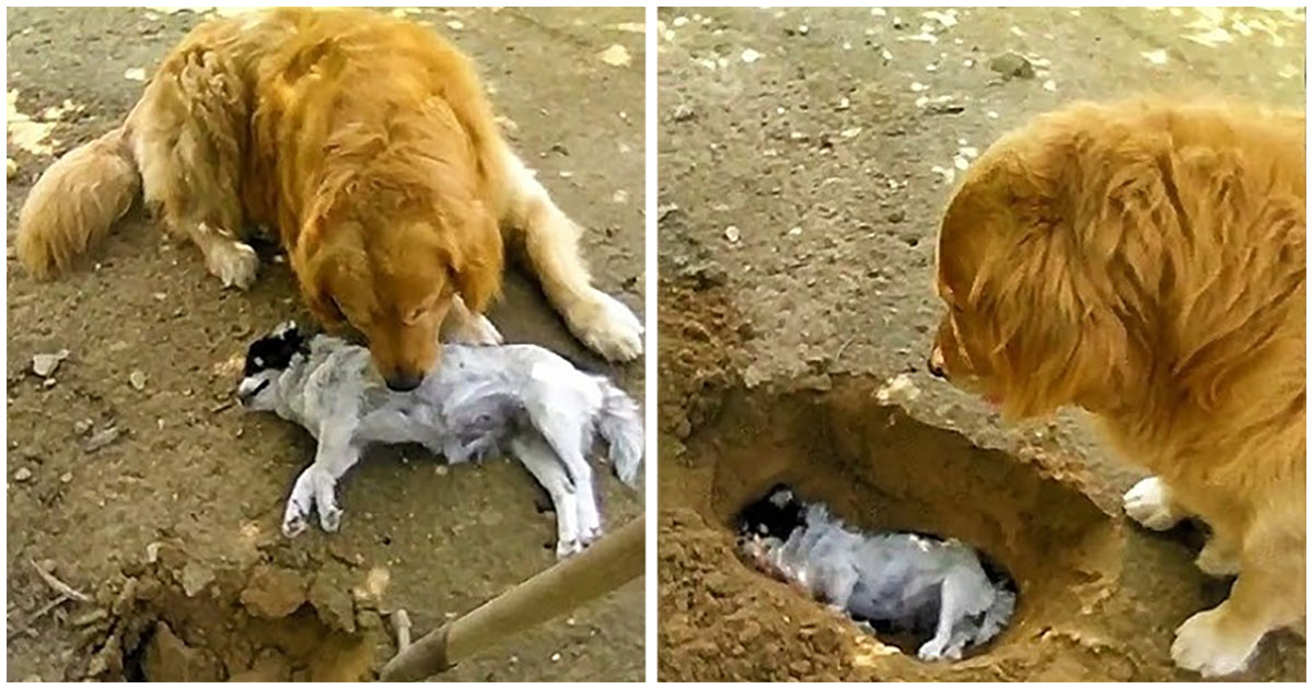1656904730 Golden Retriever se niega a enterrar a su mejor amigo
