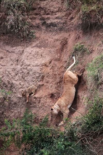 1657339335 386 leona arriesga su vida para salvar a su cachorro en