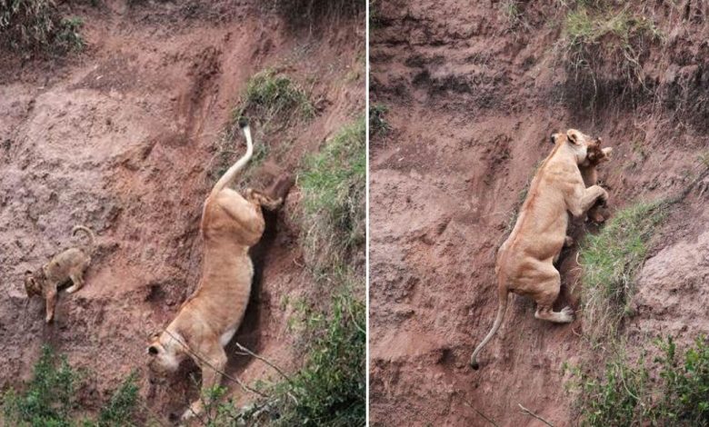1657339336 leona arriesga su vida para salvar a su cachorro en