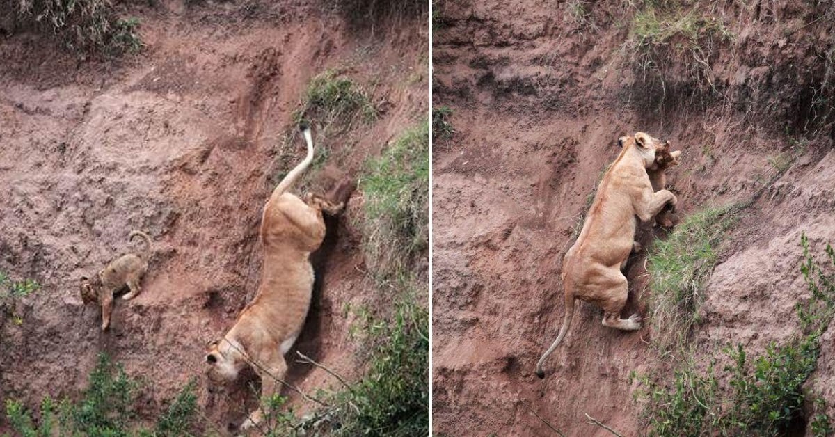 1657339336 Leona arriesga su vida para salvar a su cachorro en