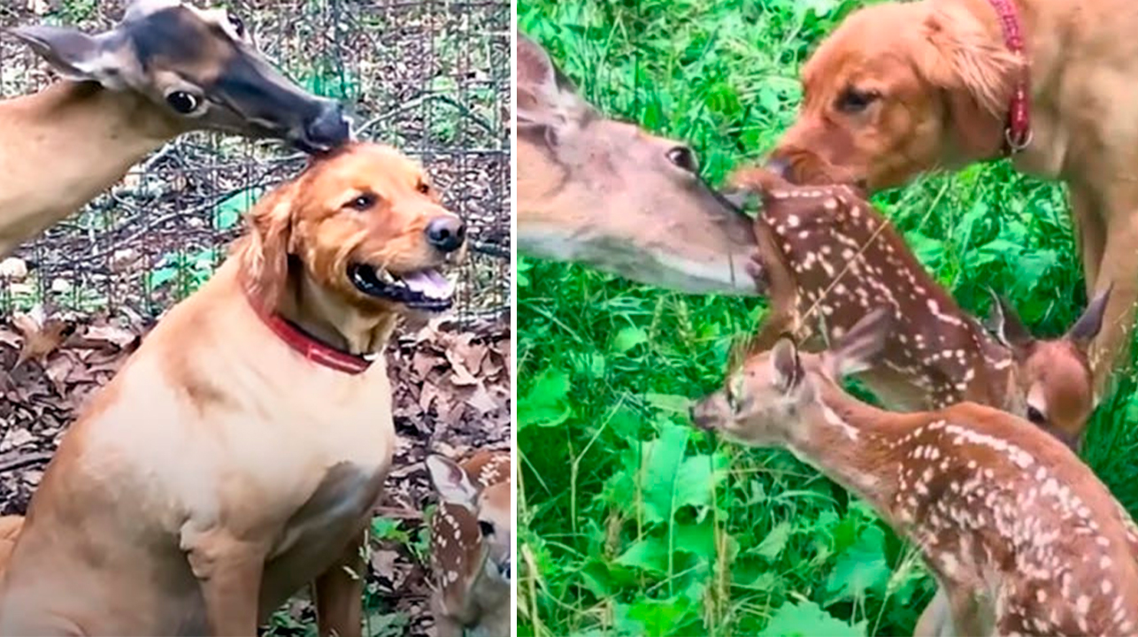 Cierva lleva a sus bebés a su mejor amigo canino 1 1657512562 Cierva lleva a sus bebes a su mejor amigo canino