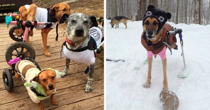 Mujer adopta 6 perros discapacitados que nadie quería y les da una segunda oportunidad 1 1657685544 mujer adopta 6 perros discapacitados que nadie queria y les