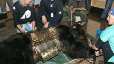 1657857383 oso liberado de 9 anos con chaleco de tortura ve