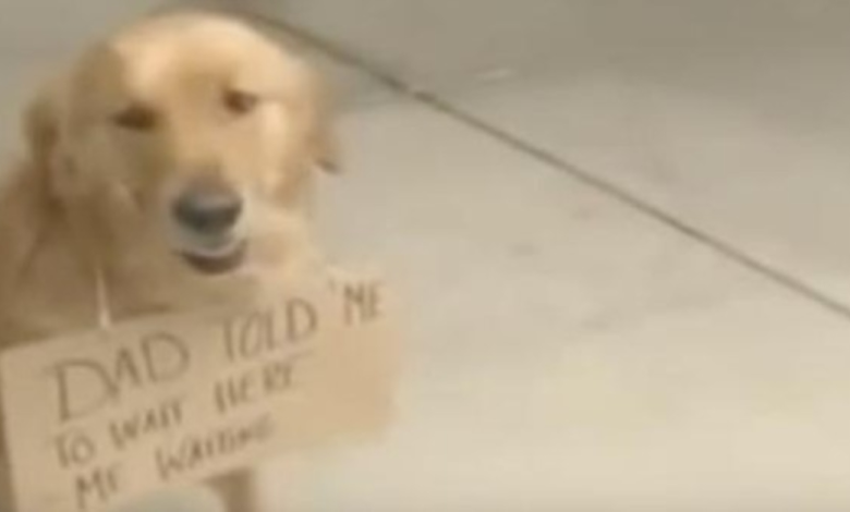 1657943869 perro visto fuera de la tienda con un cartel alrededor