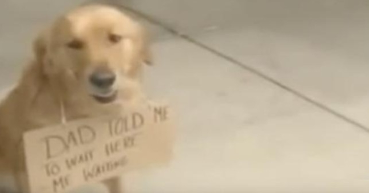 1657943869 Perro visto fuera de la tienda con un cartel alrededor