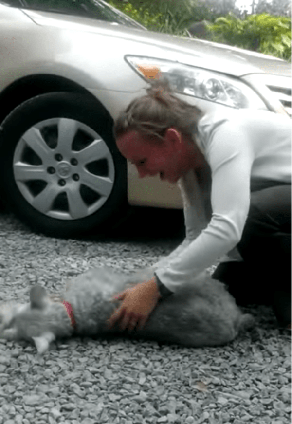 1658116826 39 el schnauzer perdido hace mucho tiempo se reencuentra con su
