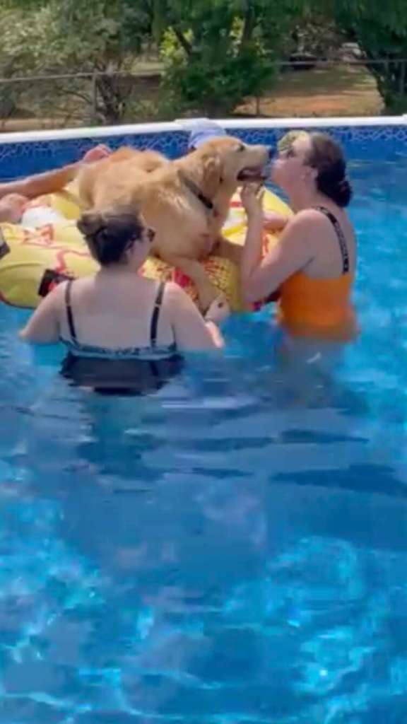 1658118048 640 el perro se encuentra en una fiesta en la piscina