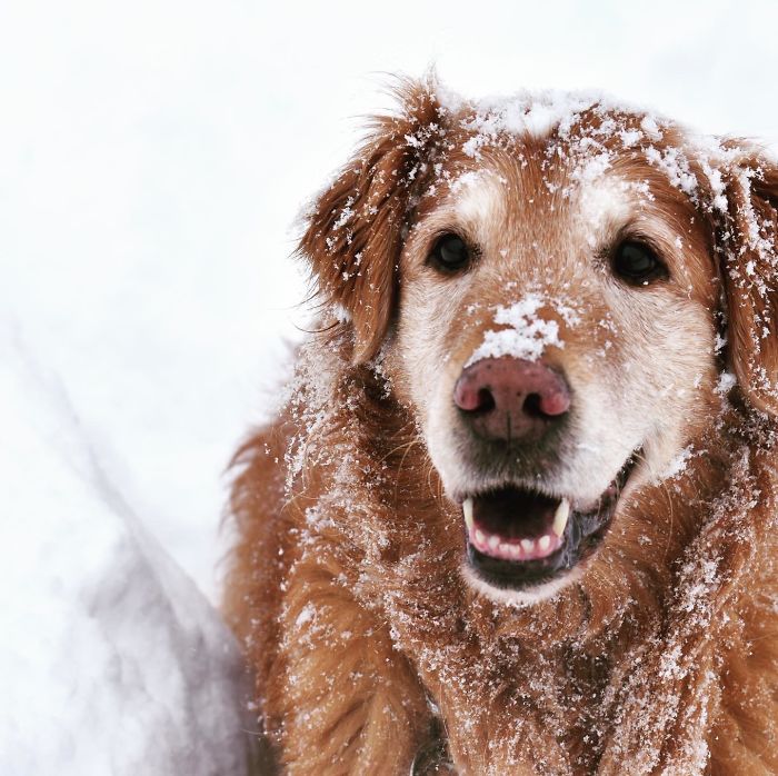 1658809742 432 25 hermosas fotos de cachorros mayores que son buenos ninos