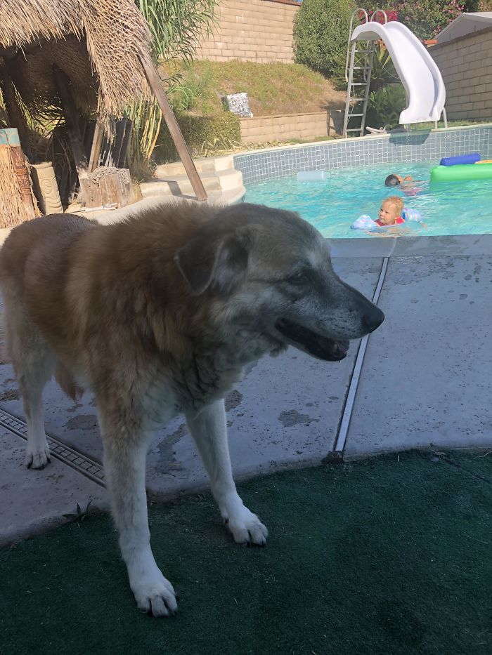 1658809742 605 25 hermosas fotos de cachorros mayores que son buenos ninos