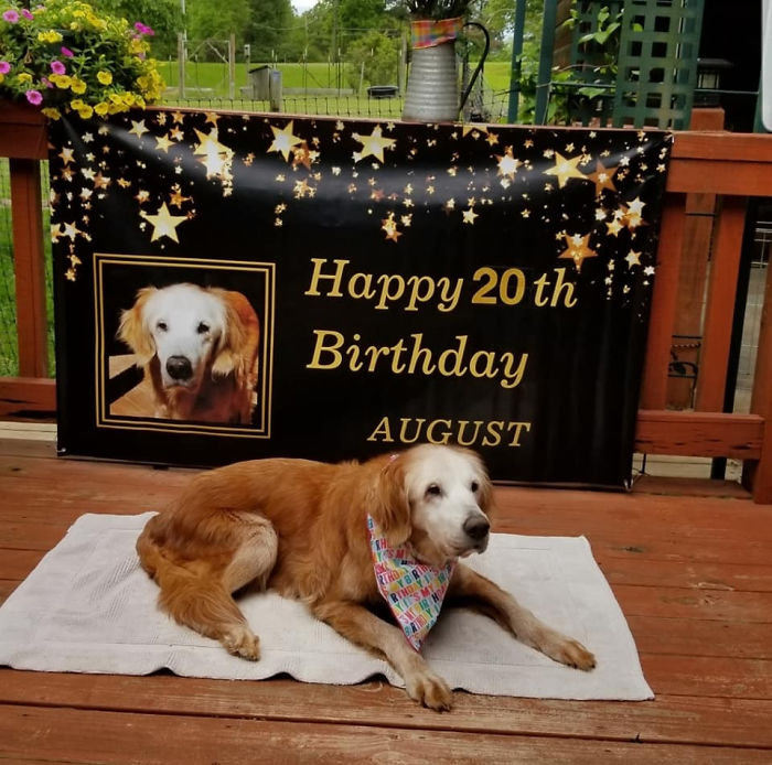 1658809742 779 25 hermosas fotos de cachorros mayores que son buenos ninos