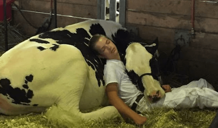 El niño cansado y su vaca pierden en la lechería, se duermen y ganan en internet 1 1658894904 el nino cansado y su vaca pierden en la lecheria