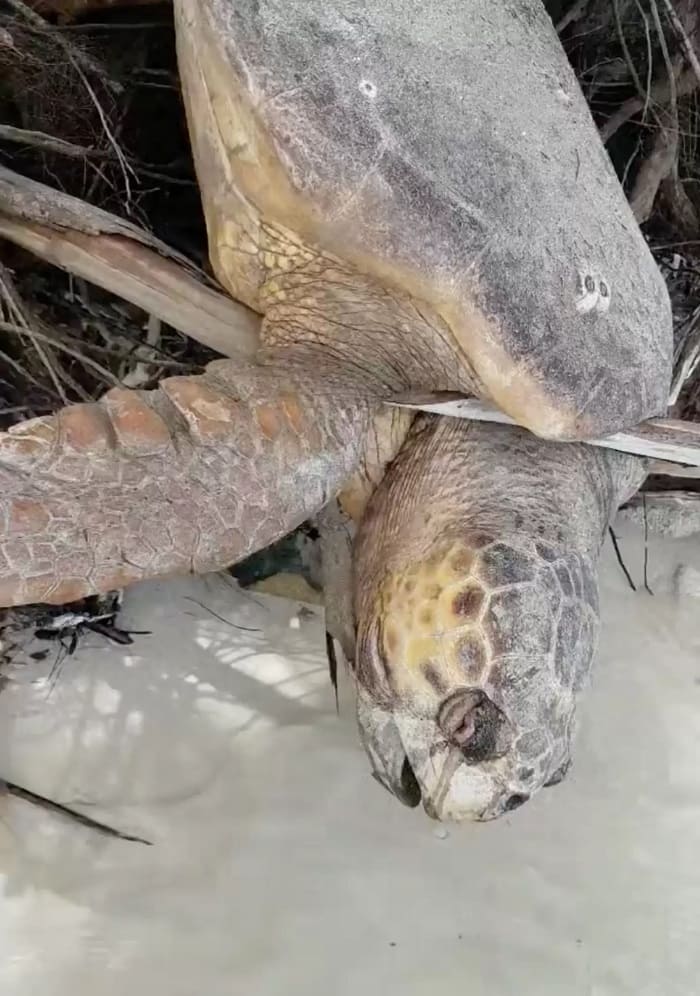 1658896262 135 hombre encuentra tortuga marina cautiva casi sin vida y la