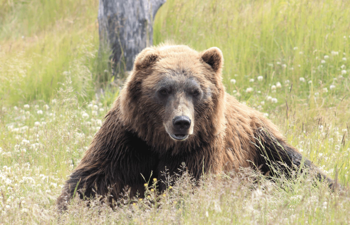 1658981375 699 las patas de un oso bebe se ahogan en un