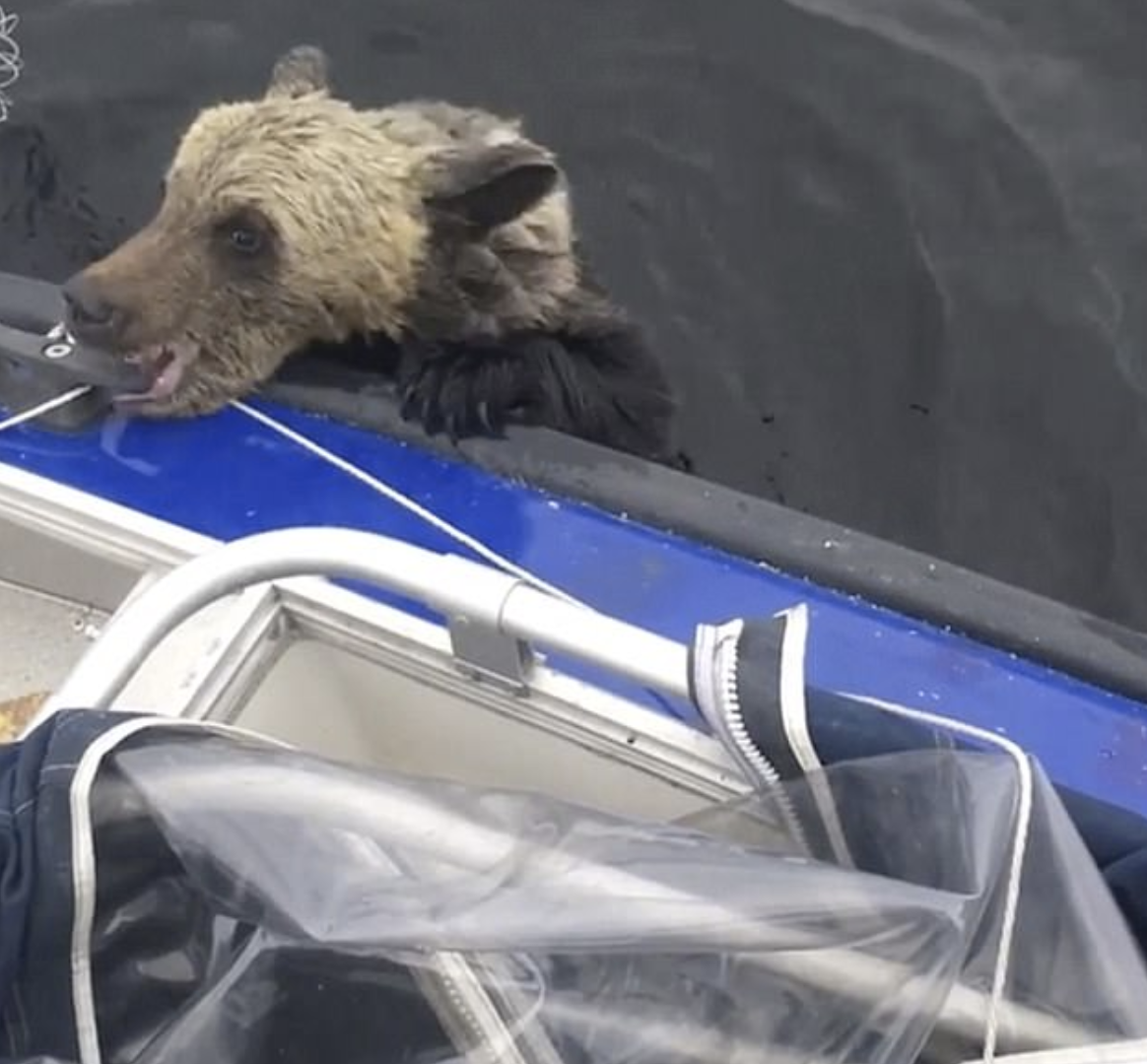 1658981377 453 las patas de un oso bebe se ahogan en un