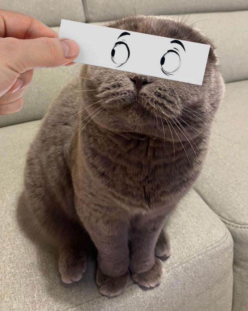 1658982766 72 hombre pone recortes en la cara de sus gatos para